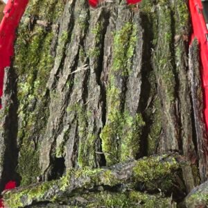 11x8x6 box of sanitized mossy bark flats and pieces mossy bark