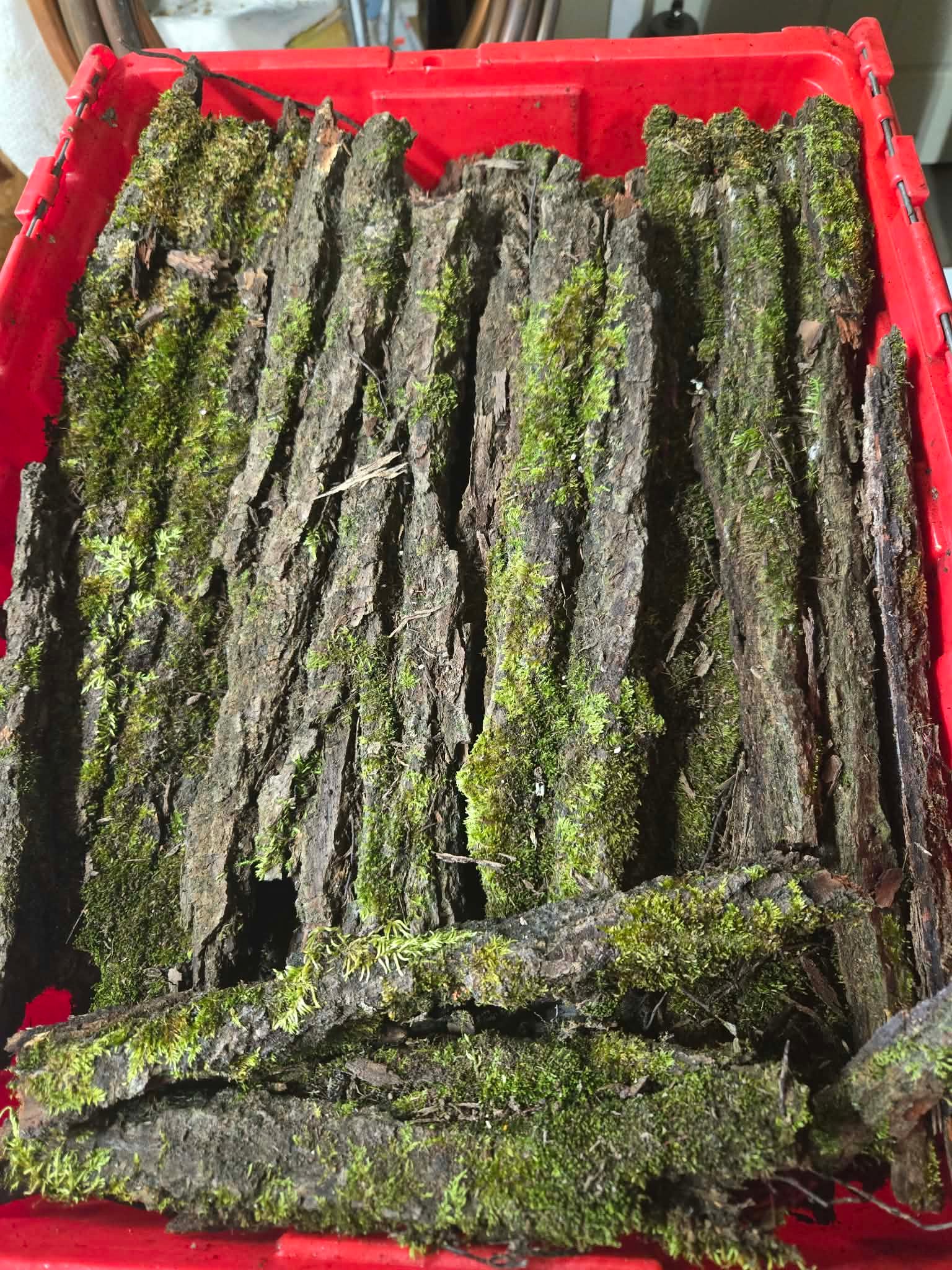 mossy bark mossy bark