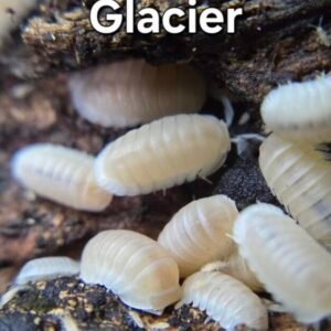 cropped glaciers 2.jpg