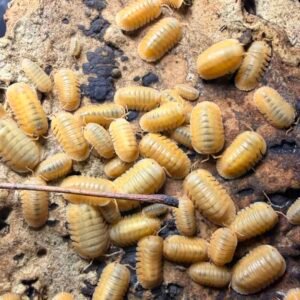 15 count Cubaris Sp. Orange Freezy cropped img 4932 scaled 1.jpeg