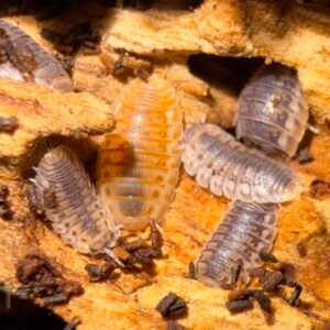 Agabiformius Lentus Pumpkin Spice 10+ count cropped img 6084 scaled 1.jpeg