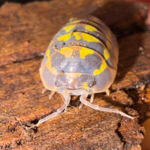 Armadillidium Gestroi “Halloween” 8+1 count cropped img 6091 scaled 1.jpeg