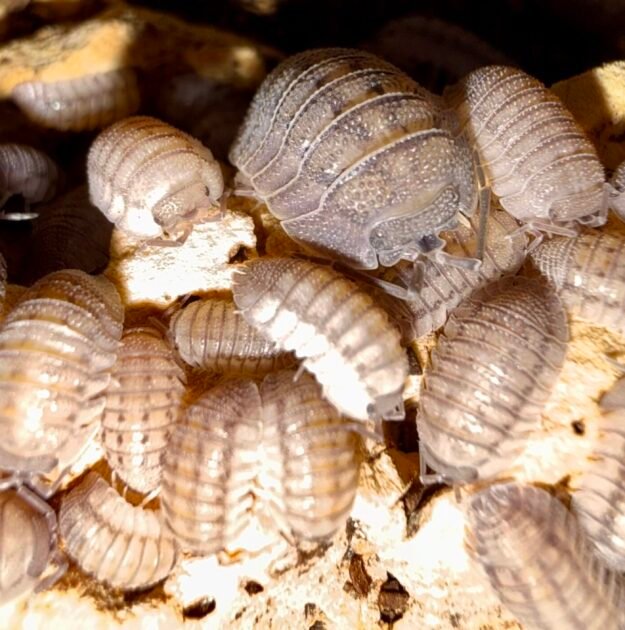 ARMADILLIDIUM "PERACCAE" cropped img 6397 scaled 1.jpeg