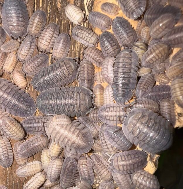 ARMADILLIDIUM "PERACCAE" cropped img 6400 scaled 1.jpeg