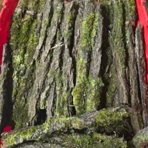 cropped mossy bark 1.jpg