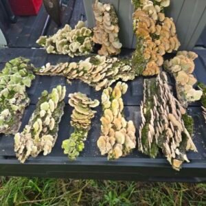 cropped mushroom bark2.jpg