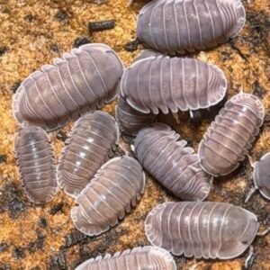 10 Count Cubaris sp. "Hippo" cropped att.txex9xzbrnluxyasmd4xoj2 wx26lfqaku3pjcu0q0e.jpeg