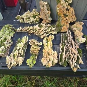 11x8x6 box of sanitized Mushroom Bark flats and pieces cropped cropped mushroom bark2 1.jpg