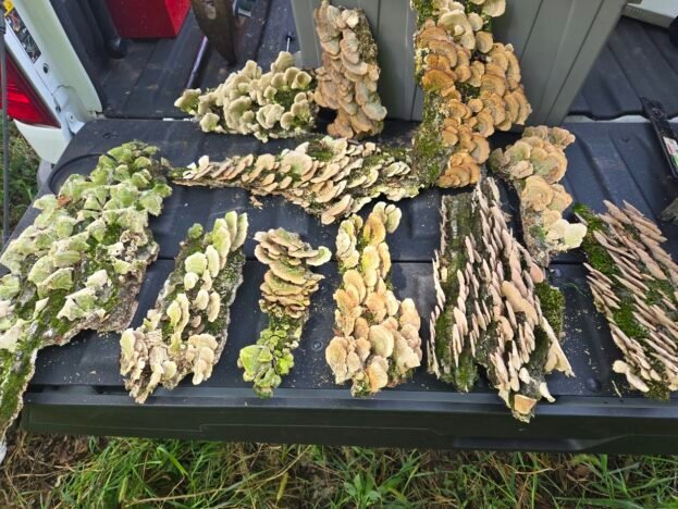 cropped cropped mushroom bark2 1.jpg cropped cropped mushroom bark2 1.jpg