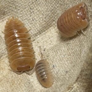 10 Count Armadillidium sp. "Lefkada" cropped cropped att.ybaopvmipm7 fnubmls3d1gl vfgzha79bdugsyfnb0 scaled 1.jpeg