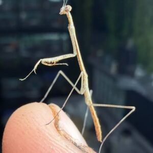 1 Giraffe Mantis – Euchomenella heteroptera giraffemantis
