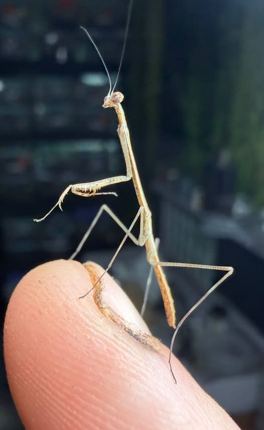 giraffemantis giraffemantis