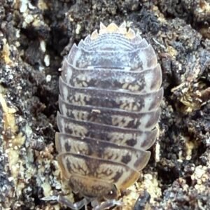 10ct - Agabiformius lentus "Wide Dwarf Isopod" lentus