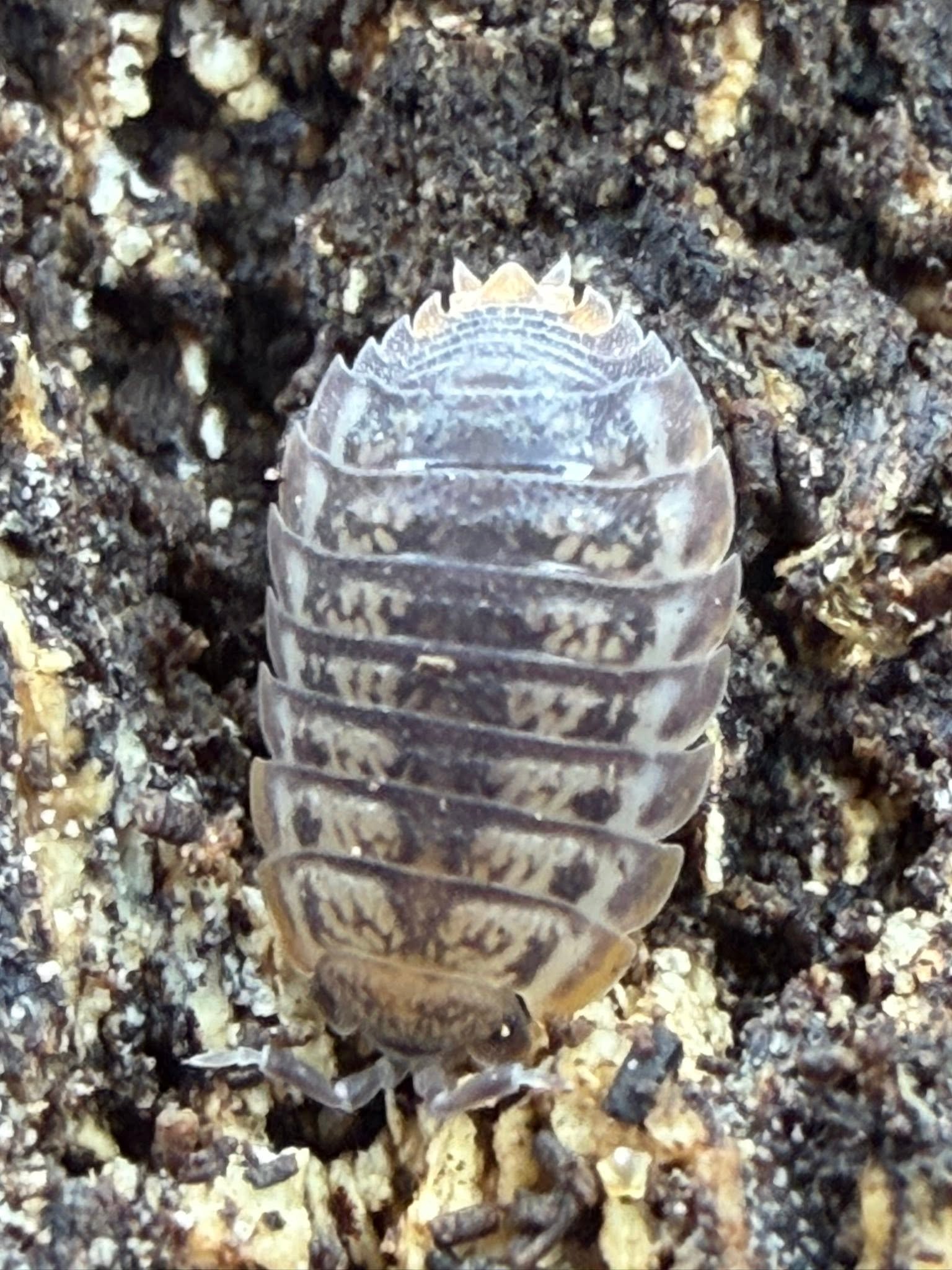 lentus lentus