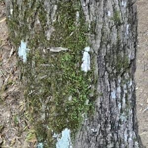 11x8x6 mossy flats 20261006 072843