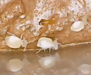 caveglobular springtails