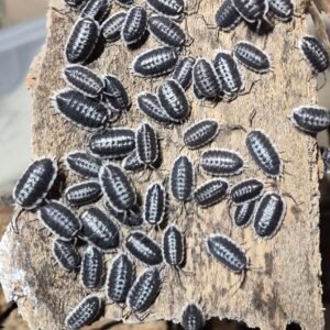 Flavomarginatus - 12 Count flav