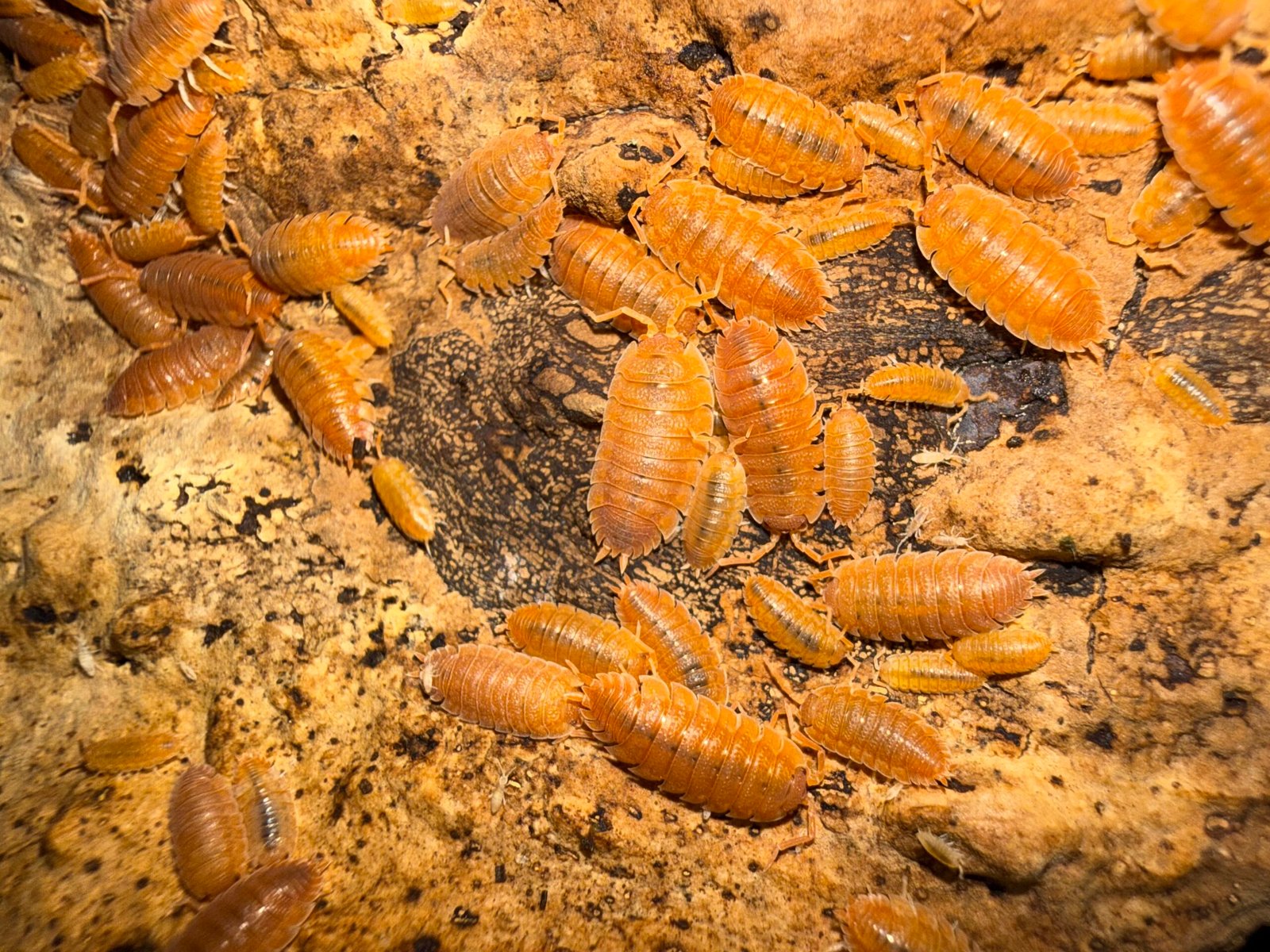 Porcellio Scaber "Spanish Orange" img 6646